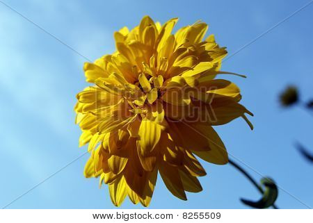 Rudbeckia (fiore)