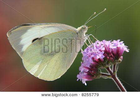 Sommerfugl