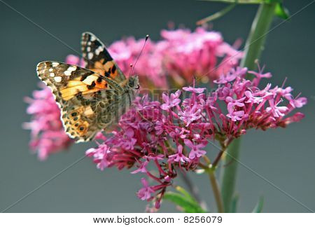 Schmetterling Distelfalter
