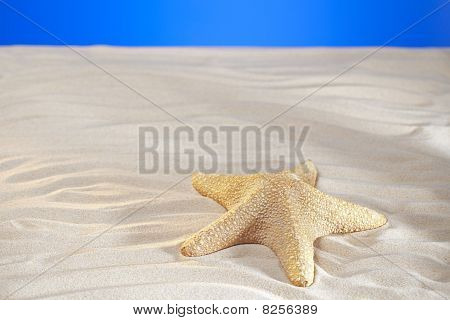 ปลาดาวขนาดใหญ่และหาดทรายจริงบนพื้นบีชสตูดิโอ