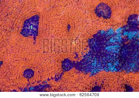 Bright Orange And Blue Acanthastrea Echinata