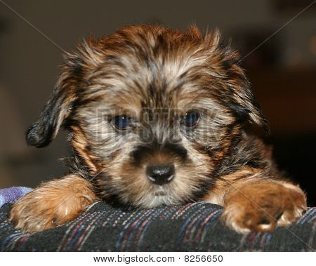 cute puppy