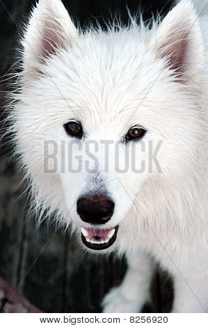 Cane