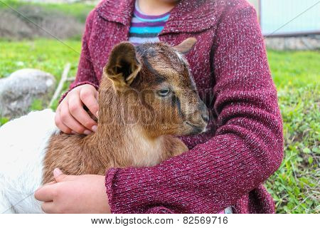 Baby goat.