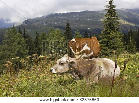A Brown And A White Cow