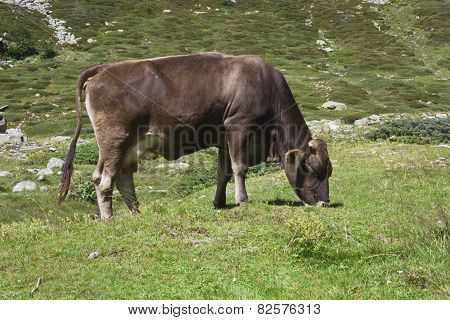 Brown Cow Ruminate In The Grass