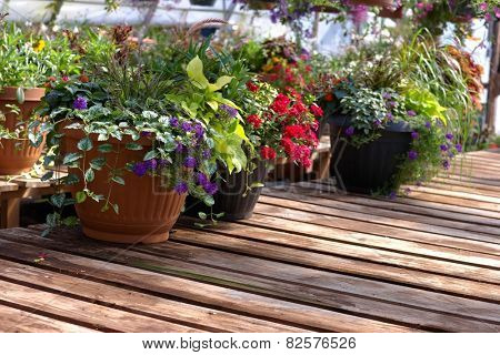 Beautiful annual Flowers in garden. Gardening background.