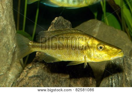 Dimidiochromis Fish