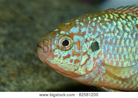 Fish Portrait