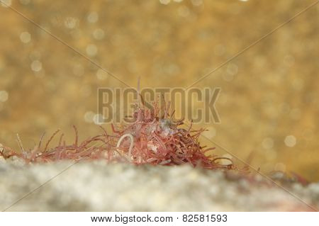 Tubifex Worms