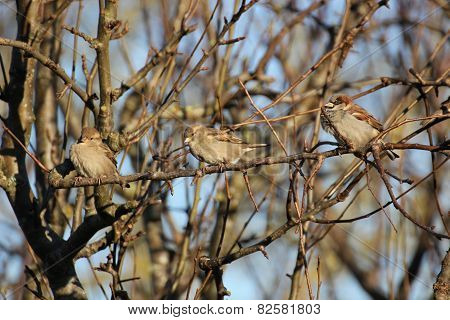 Three Sparrows