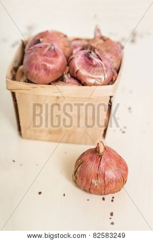 Gladiola bulbs ready to plant in the springtime garden.