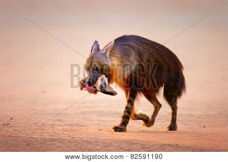 Brown hyena (Hyaena brunnea) with prey (baby bat-eared fox) in mouth  - Kalahari desert (South Africa)
