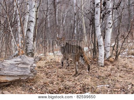 bobcat