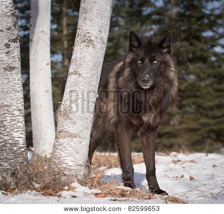 black wolf