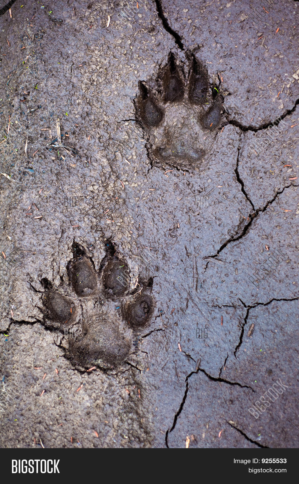 Wolf Tracks Image & Photo (Free Trial) Bigstock