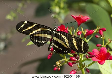 Zebra Longwing
