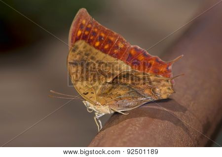 Brown Butterfly