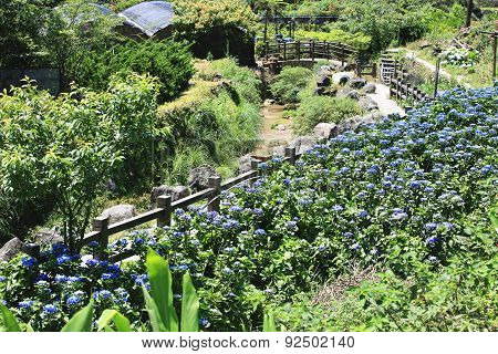 Hydrangea,Big-leaf Hydrangea,Laurustinus