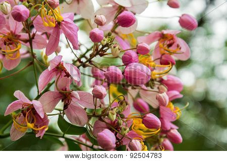 Blooming Rainbow Showers,Fresh Pink Cassia javanica,pink shower tree