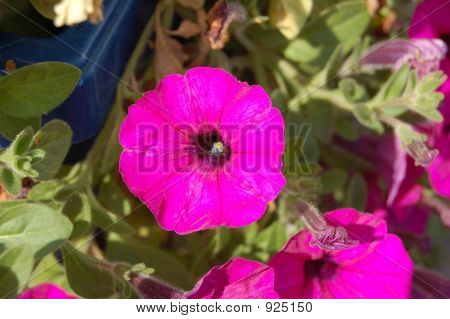 Ganska violett blomma