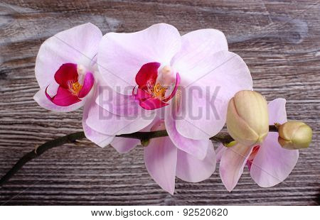 Blooming Orchids On Wooden Background