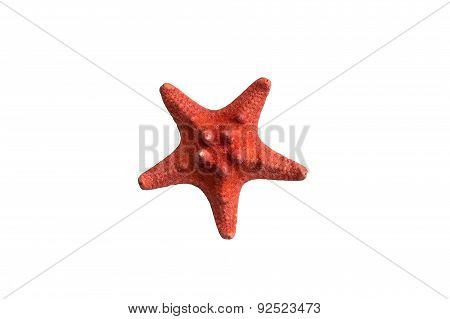 Red Sea Star Isolated On White Background