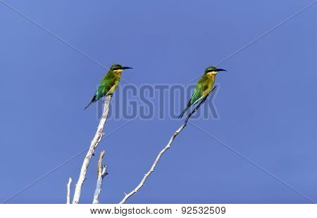 Bee-eater