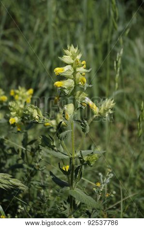 Yellow Dead Nettle