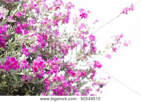 Beautiful Pink Purple Flower Blooming Against Green Leaves
