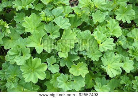 Lady's Mantle or Alchemilla mollis plants 
