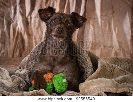 dog under a blanket with paw on stuffed toy - mixed breed rescue