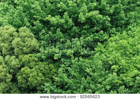 Big tree fromm top view