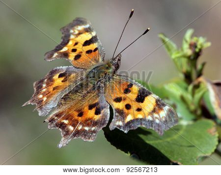 Green Comma Butterfly on a Leaf