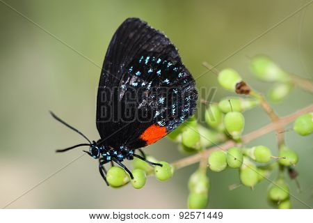 Eumaeus Atala