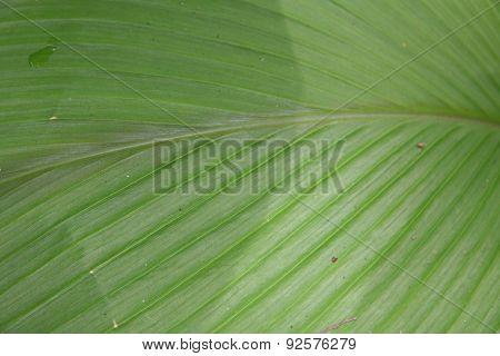 Leaf pattern