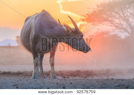 Thai Water Buffalo