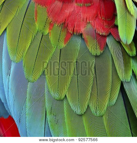 Greenwinged Macaw Feathers