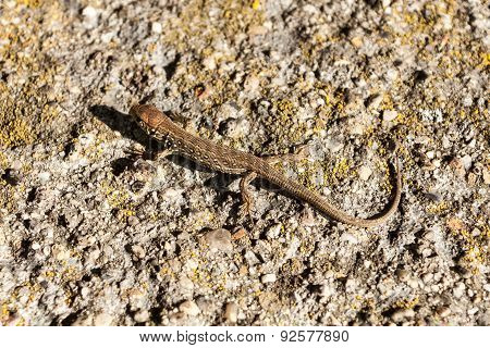 Lizard