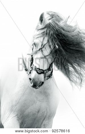Andalusian Horse Portrait In Action Wearing The Authentic Spanish Bridle With Long Curvy Mane