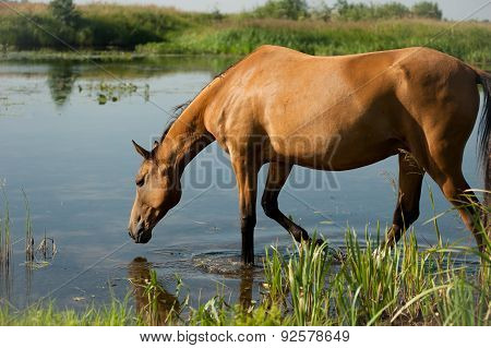 akhal-teke horse at water