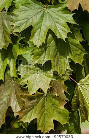 Tree Leaves