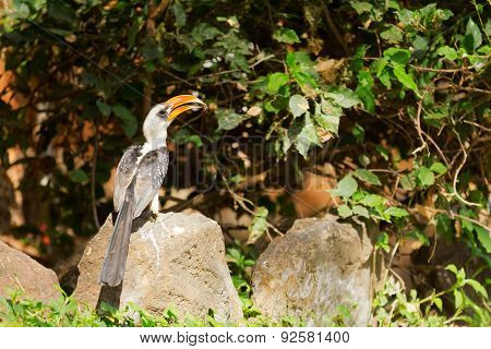 Hornbill