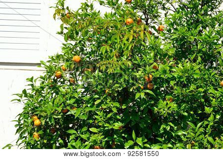 Mandarin Tree.