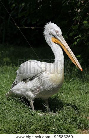 Dalmatian pelican (Pelecanus crispus). 
