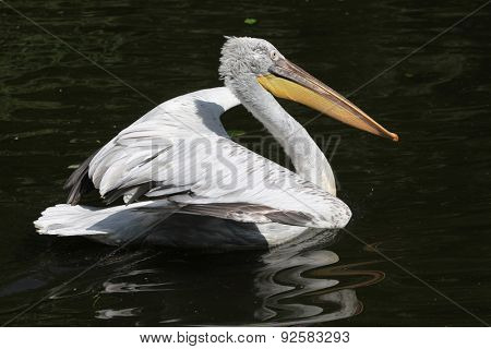 Dalmatian pelican (Pelecanus crispus). 