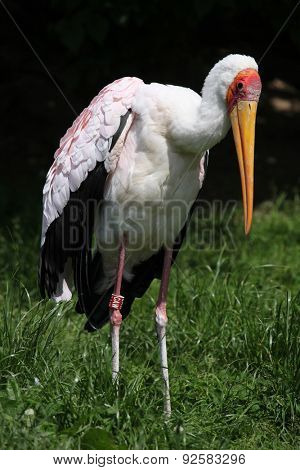 Yellow-billed stork (Mycteria ibis). 