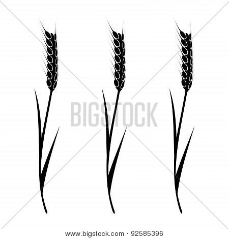 Wheat Element