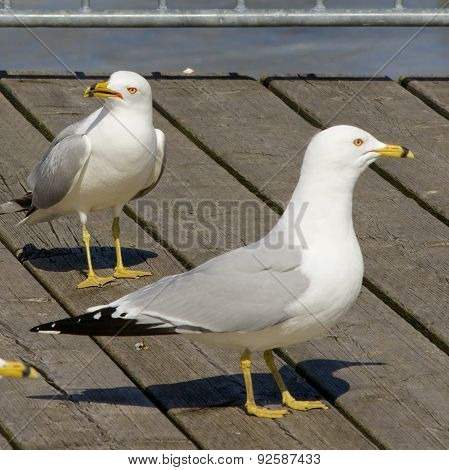 Angry Sight