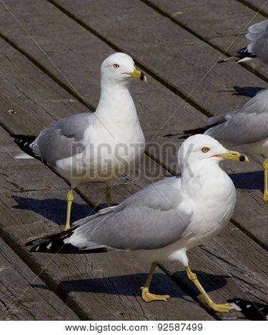 The Gulls Are Waiting In A Queue